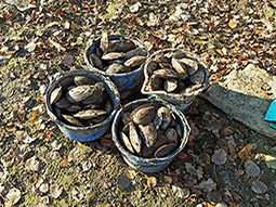 Muscheln werden in Eimern vom Fundort zur Sammelstelle getragen.