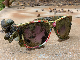 Fundstück: Sonnenbrille mit Muschelbewuchs